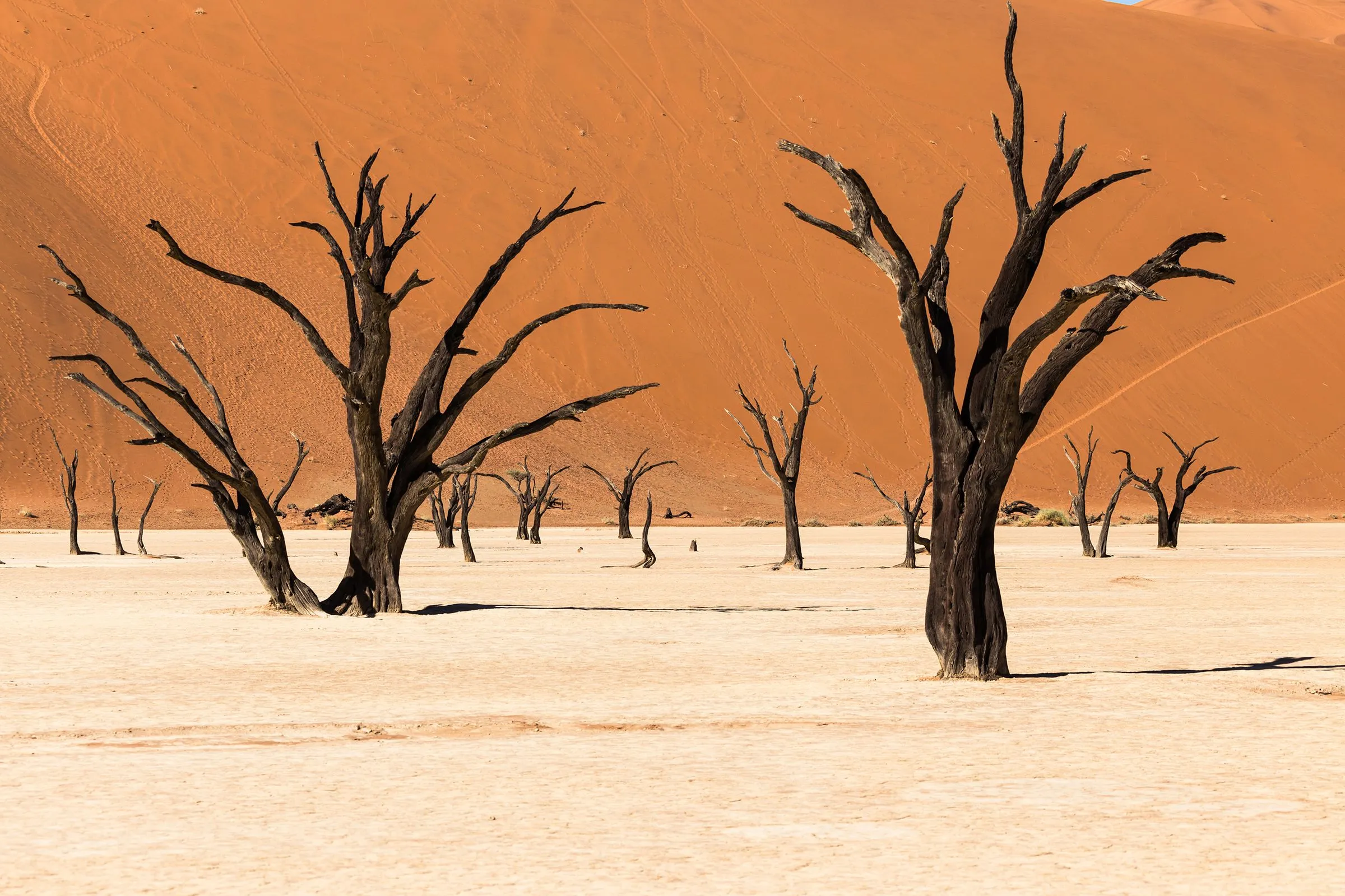 Camel thorn trees at Deadvlei in front of red Namib dunes